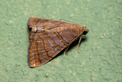 High angle view of butterfly