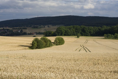 Scenic view of field against sky