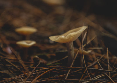 Close-up of mushrooms growing on field