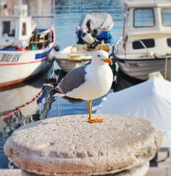 Close-up of seagull perching on boat moored at sea