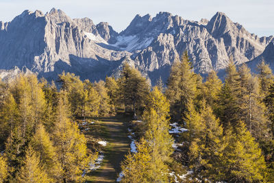 Scenic view of trees in forest during autumn