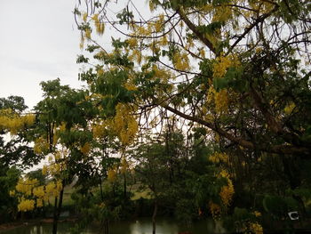 Low angle view of trees by lake in forest against sky