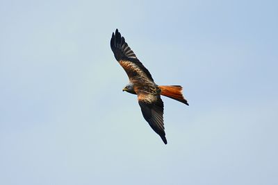 Low angle view of red kite flying against cloudy sky 