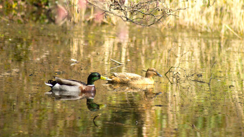 Ducks swimming in lake