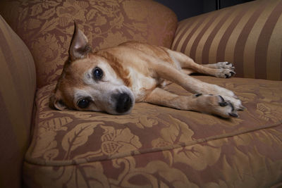 Portrait of dog resting on bed at home