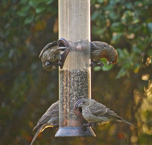 Close-up of bird perching on feeder