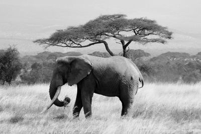 View of elephant on field with an acacia on background