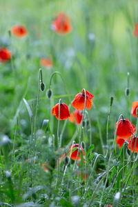 Close-up of red poppy flowers on field