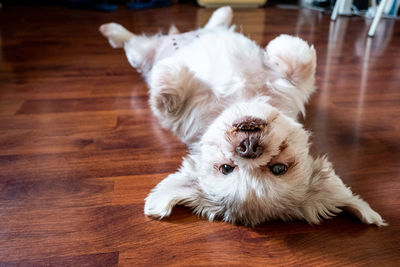 High angle view of dog lying on hardwood floor