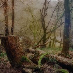 Bare trees in forest