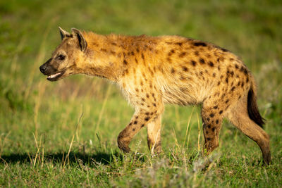 Spotted hyena walks across grass with catchlight