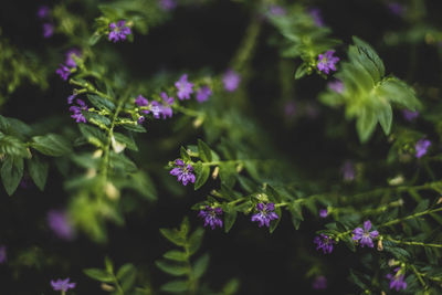 Close-up of purple flowering plants