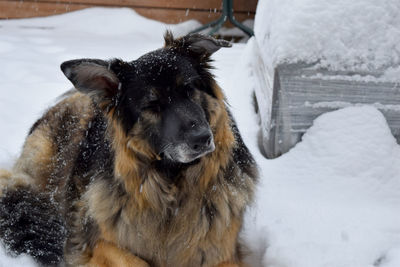 German shepherd laying out in the snow