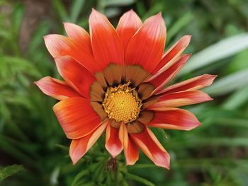 Close-up of red flower, best flower closeup photography