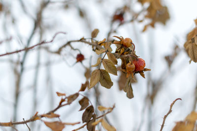 Low angle view of snow on tree