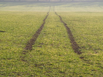Scenic view of agricultural field