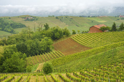 Scenic view of vineyard