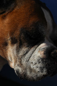 Close-up of dog looking away