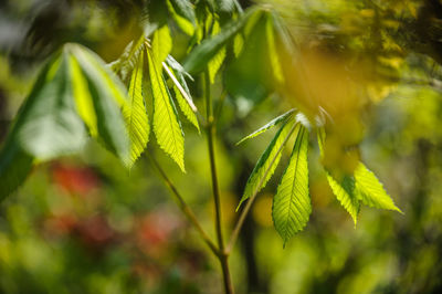 Close-up of plant