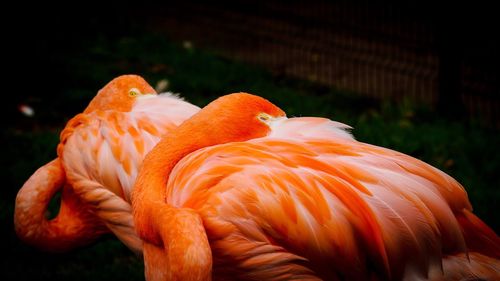 Close-up of flamingos