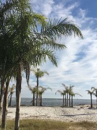 Palm trees on beach against sky