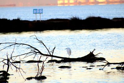View of a duck in lake