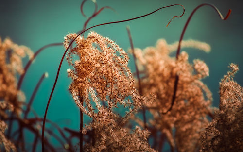 Close-up of wilted plant against sky