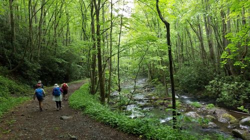 Rear view of people walking in forest