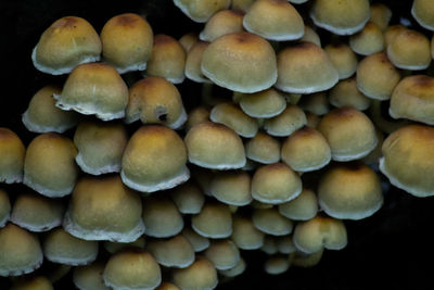 Close-up of mushrooms