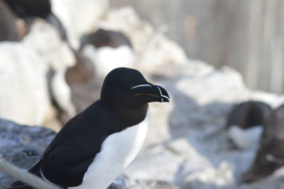 Close-up of duck on rock