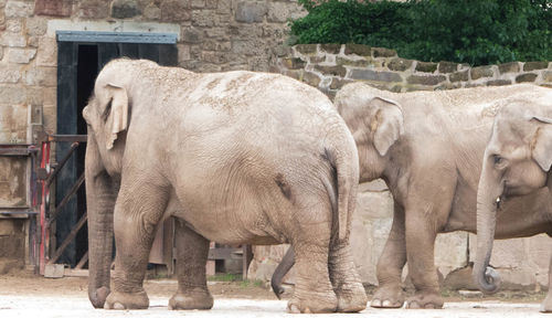 Elephants standing at chester zoo