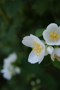 Close-up of white flowers blooming outdoors