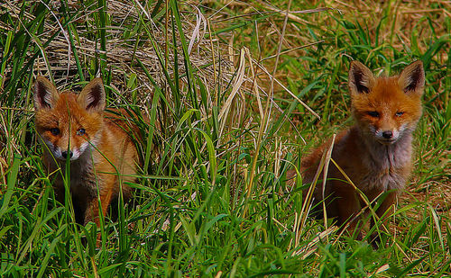 Portrait of two cats on field