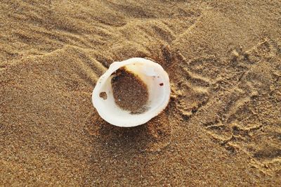 Directly above view of seashell on sand