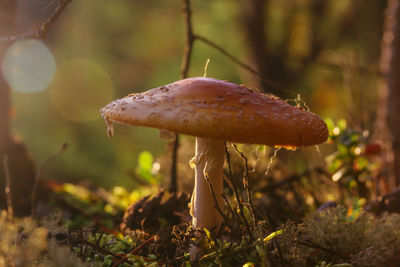 Fly agaric kingdom in the wilds taiga forest, beauty in nature