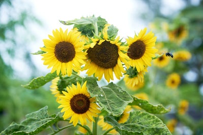 sunflower