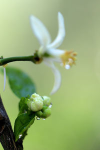 Close-up of white flowering plant