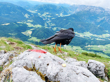 View of bird on rock