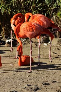 View of birds on field