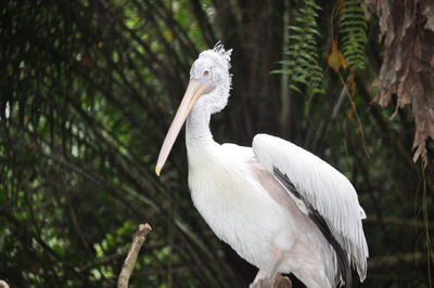 Pelican perching against tree