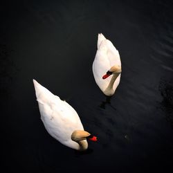 High angle view of swan floating on lake