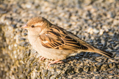 Close-up of a bird