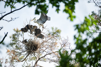 Low angle view of birds perching on tree