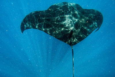 Sting ray swimming in sea