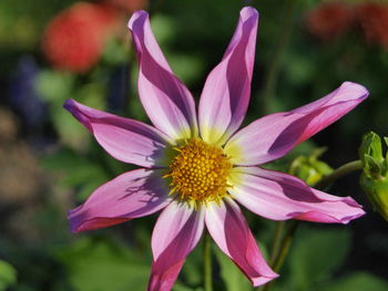 Close-up of flower blooming outdoors