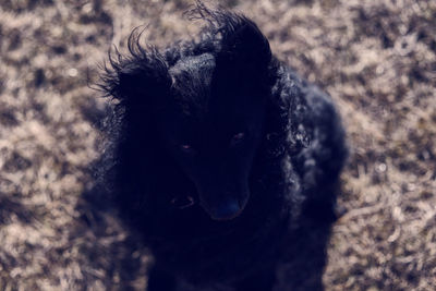 Close-up of black dog on field