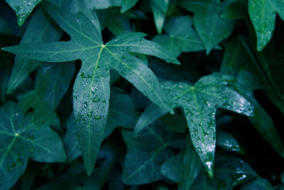 Full frame shot of wet leaves