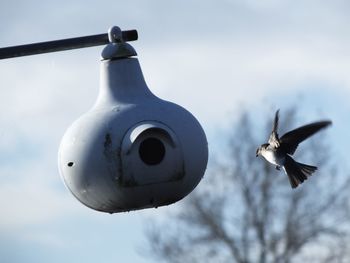 Low angle view of seagull flying