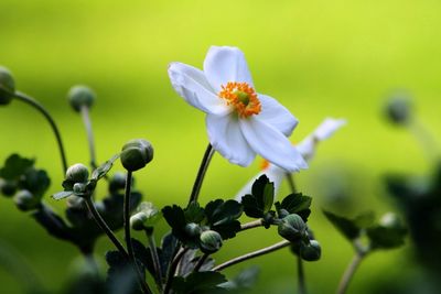 Close-up of white flowers