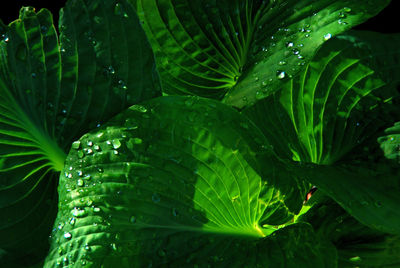 Full frame shot of water drops on plant